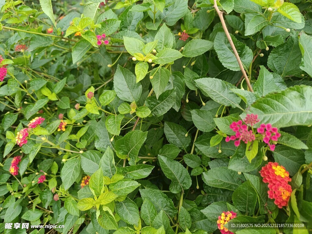 绿叶间绽放的多彩花卉