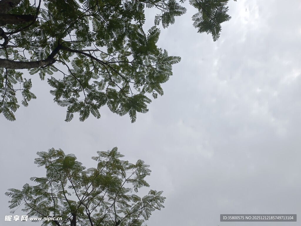 仰视天空中的繁茂枝叶