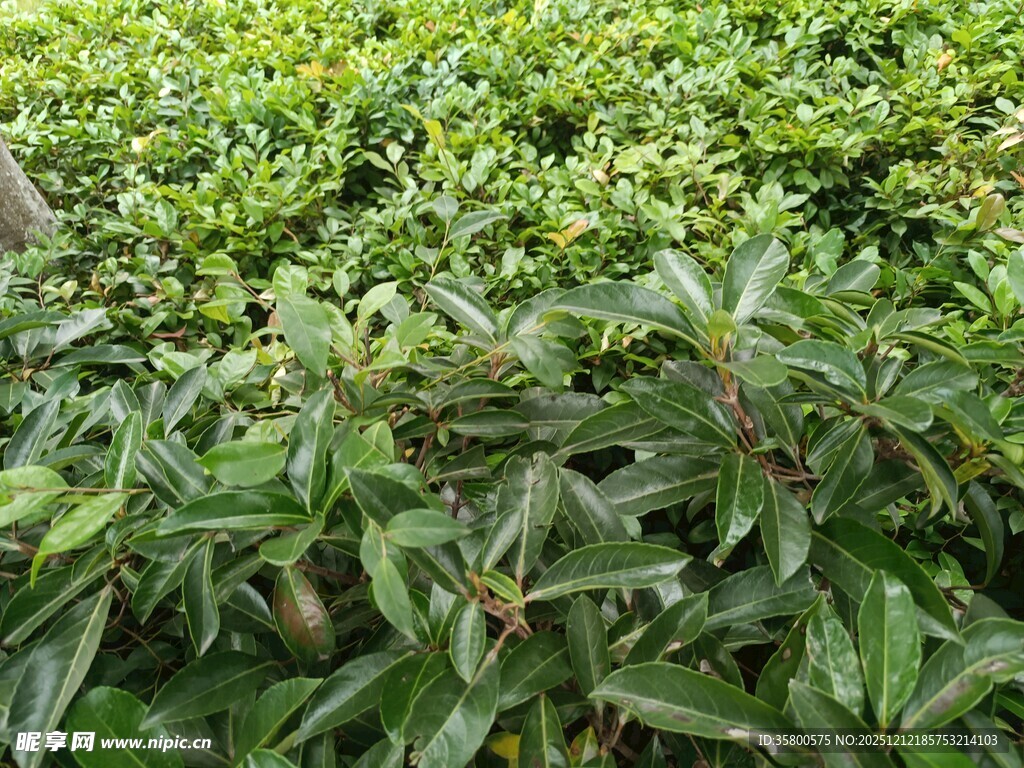 翠绿繁茂的植物景观