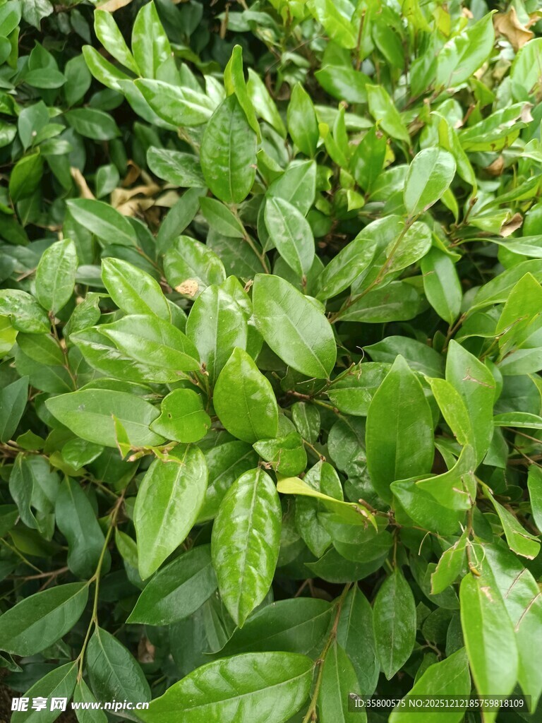 翠绿繁茂的植物叶片