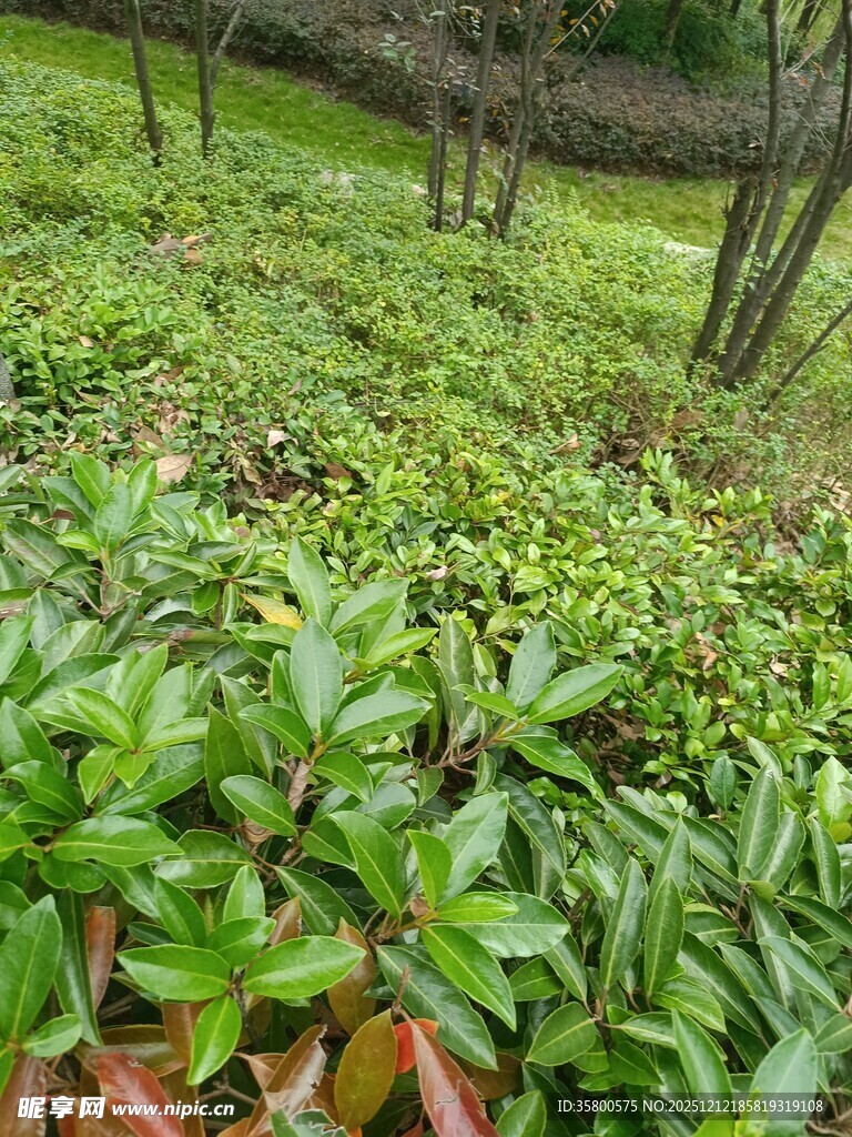 绿意盎然的地面绿植景观