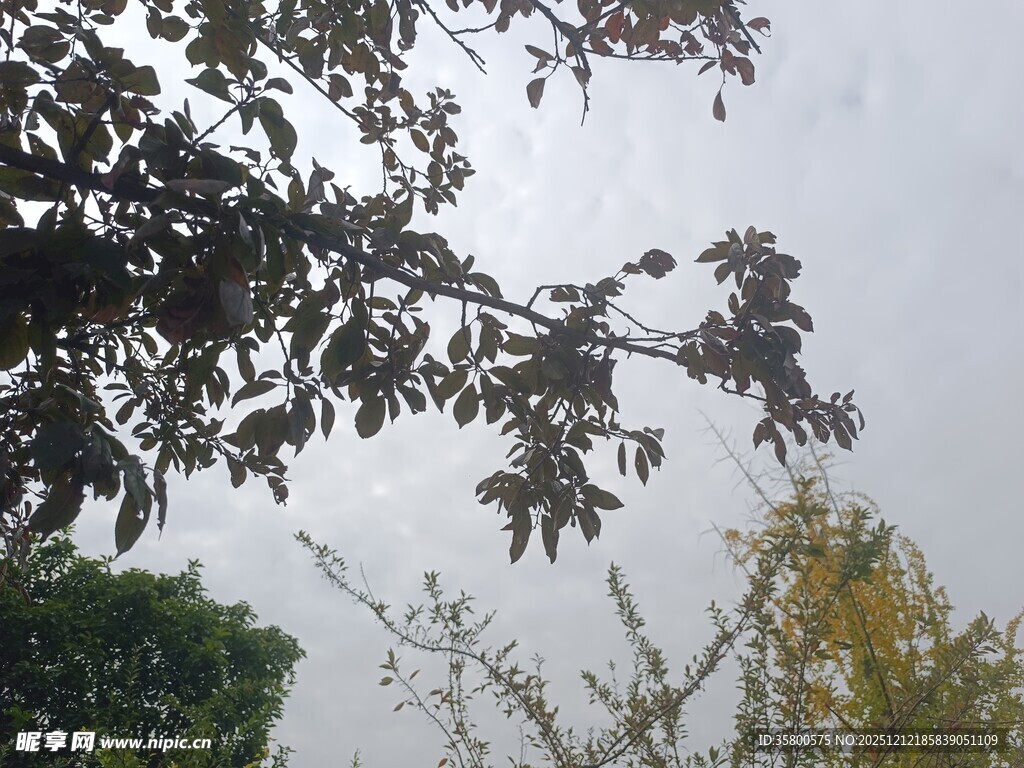 树枝上的叶片与天空