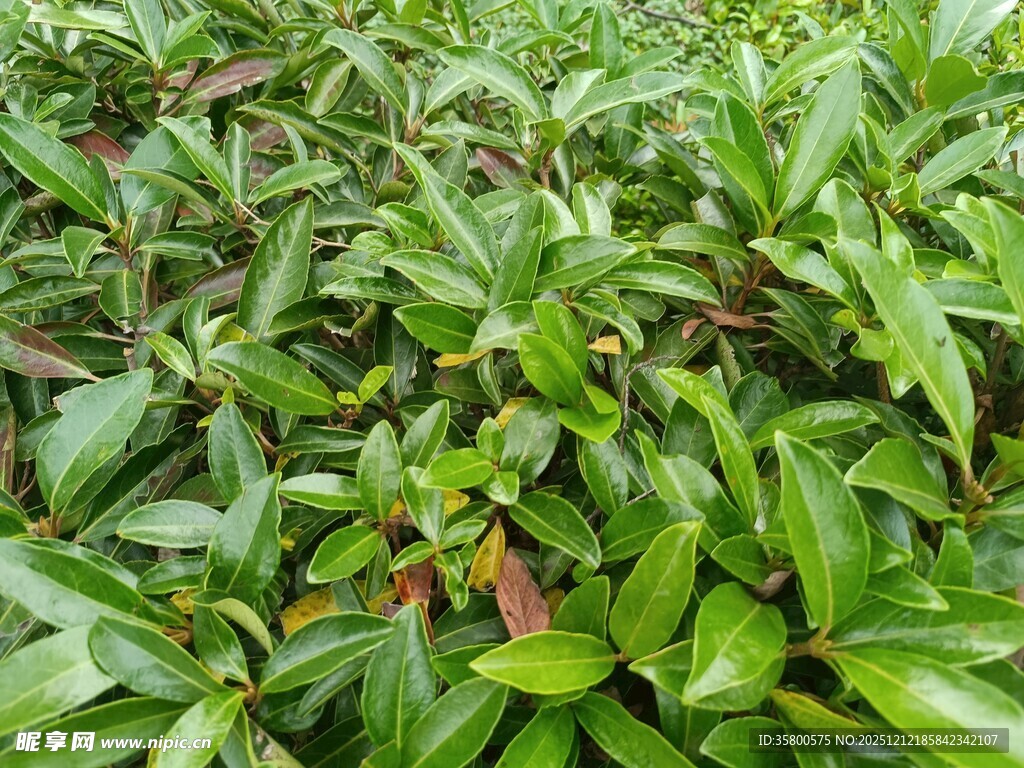 绿叶繁茂的植物景观