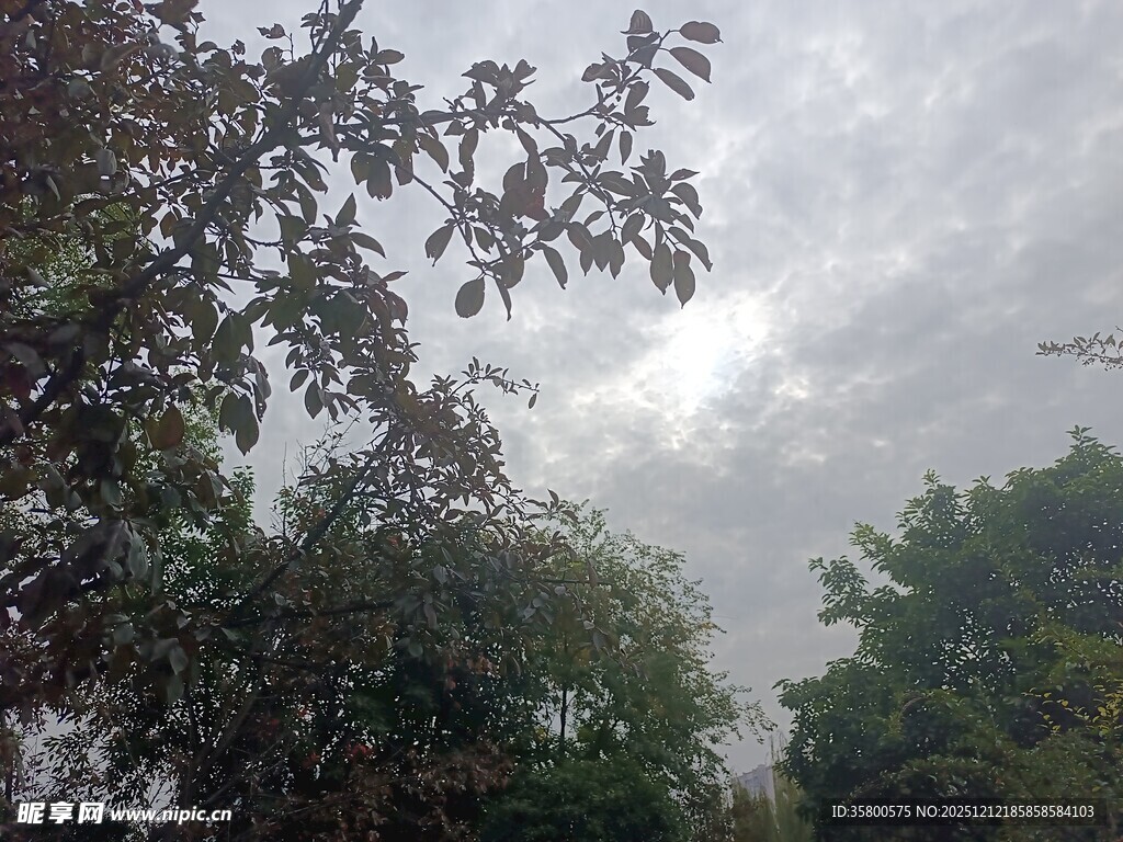 阴天中的繁茂树木