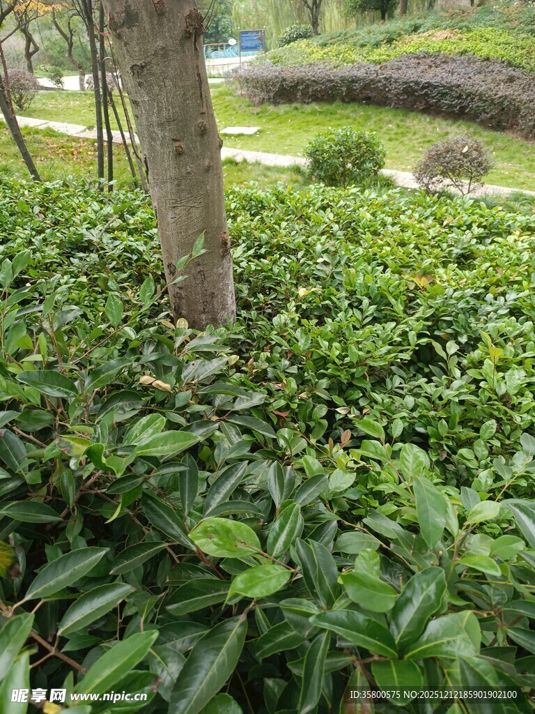 树下繁茂绿植景观