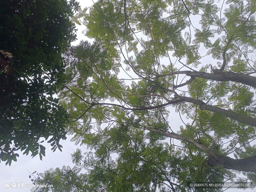 仰视葱郁树冠
