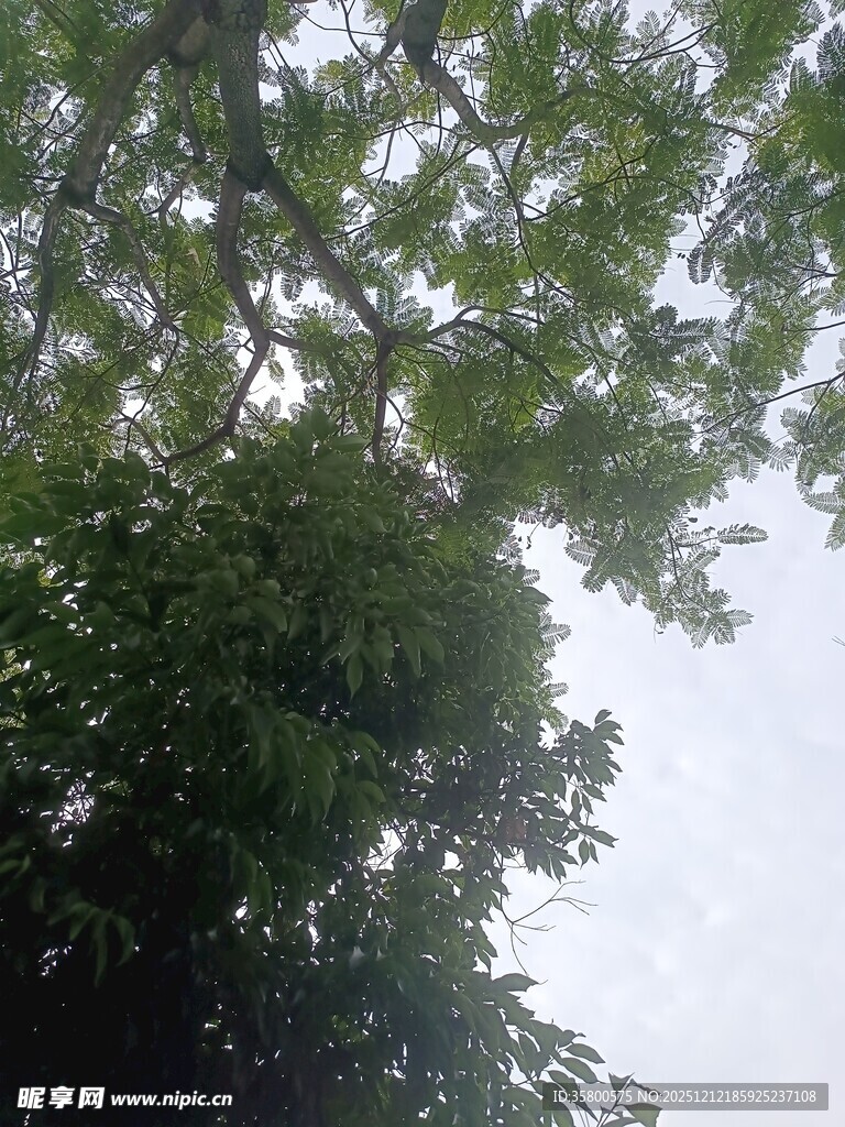 仰视繁茂绿树树冠