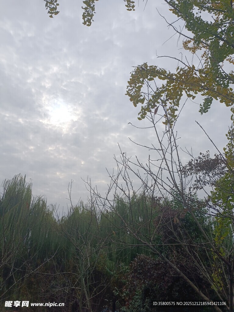 野外树林上方的多云天空