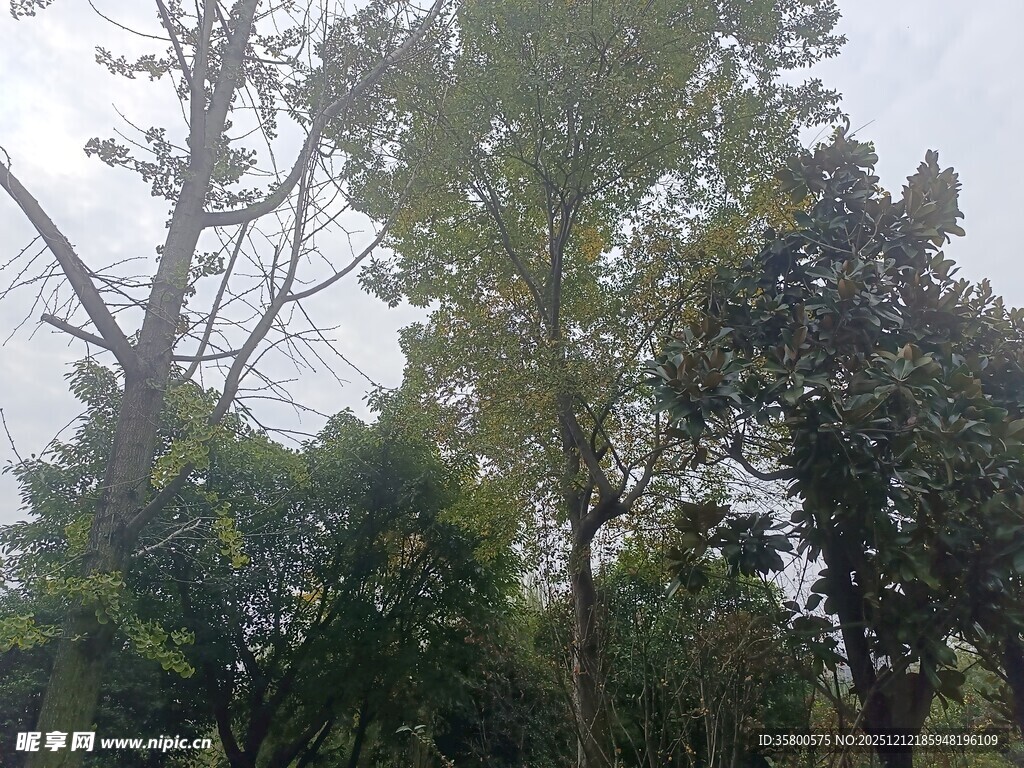 雨中朦胧树林景象