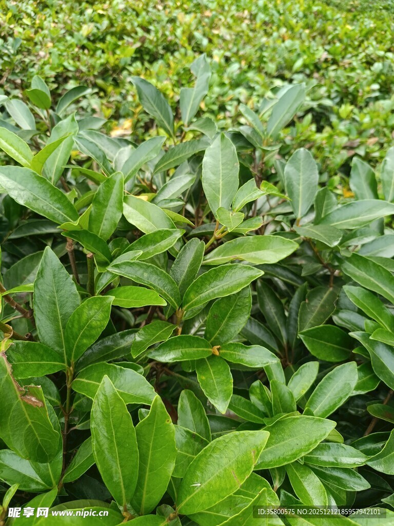 翠绿繁茂的叶片植物景观