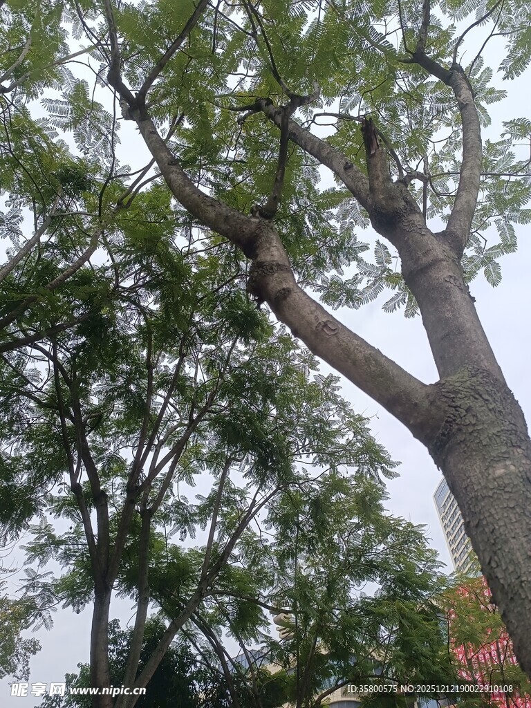 仰视葱郁大树枝叶繁茂