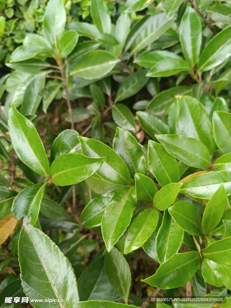 翠绿植物叶片特写