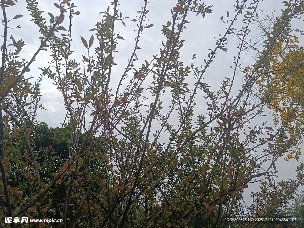 枝头新绿初绽的树木