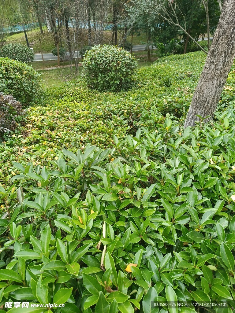 绿意盎然的园林植物景观