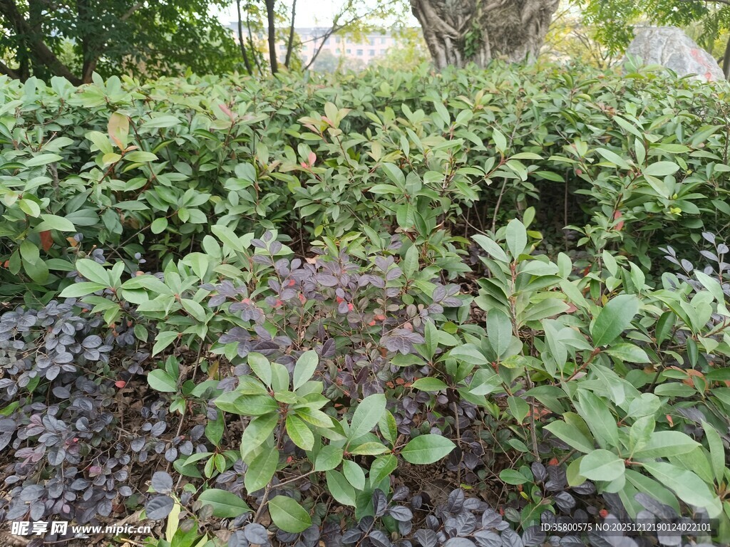 绿意盎然的植物景观