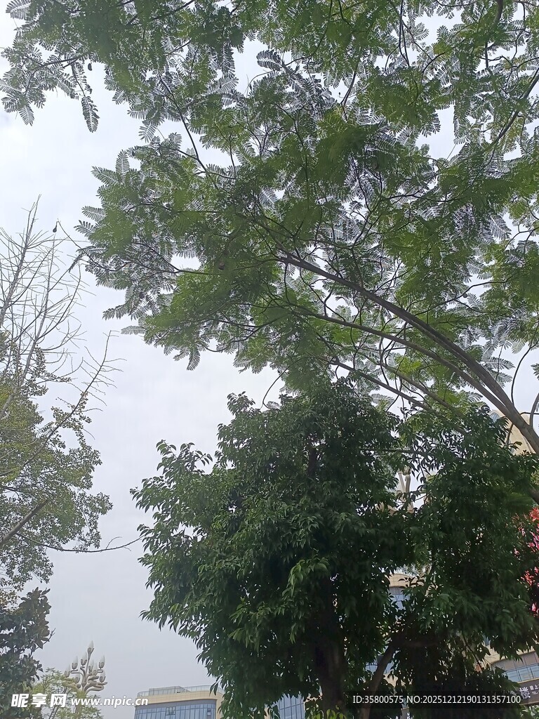 高大绿树与背景建筑景观