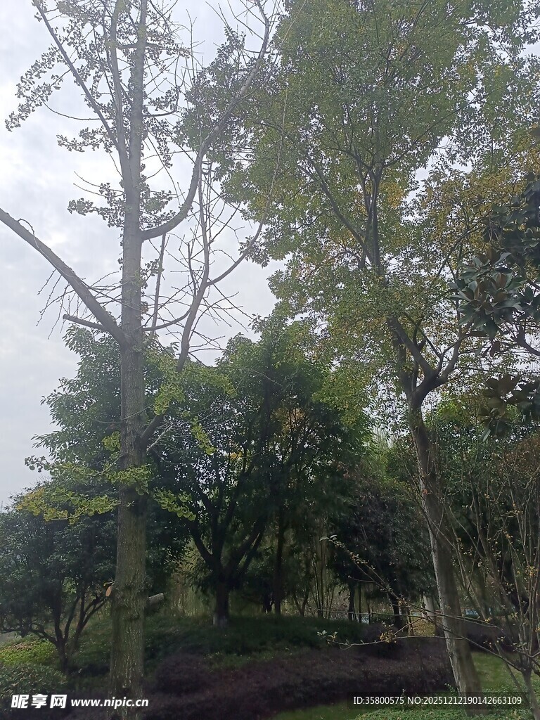 公园内繁茂树木景观