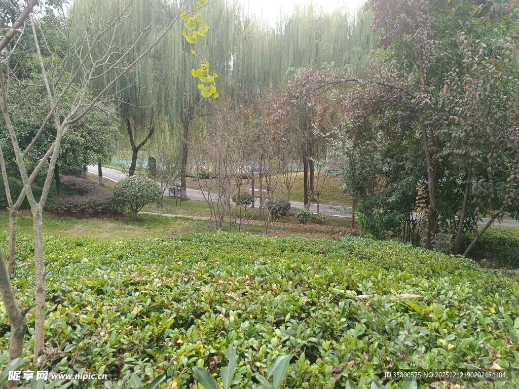 雾中园林绿植景致