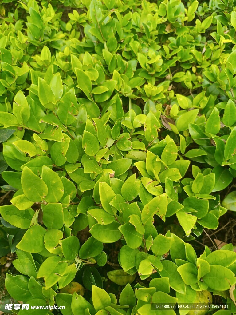 翠绿繁茂的叶片植物