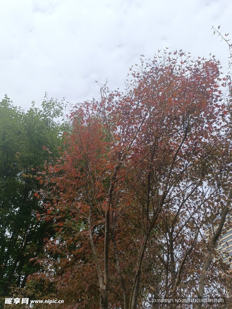 秋日红树与绿树相映