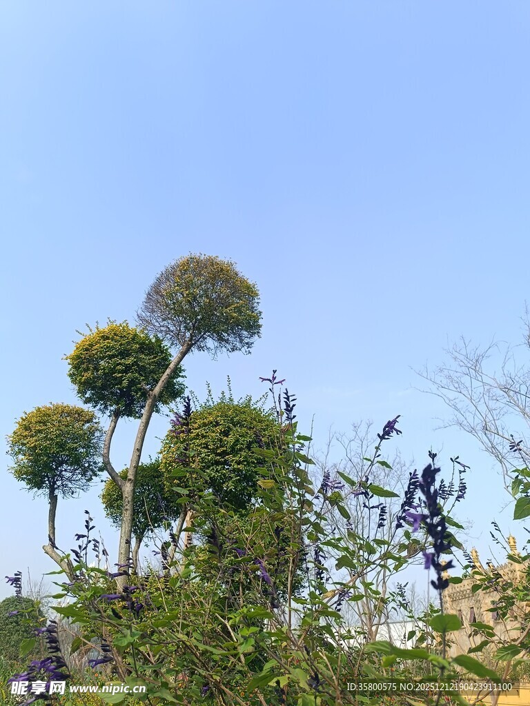 球状植物绽于蓝天之下