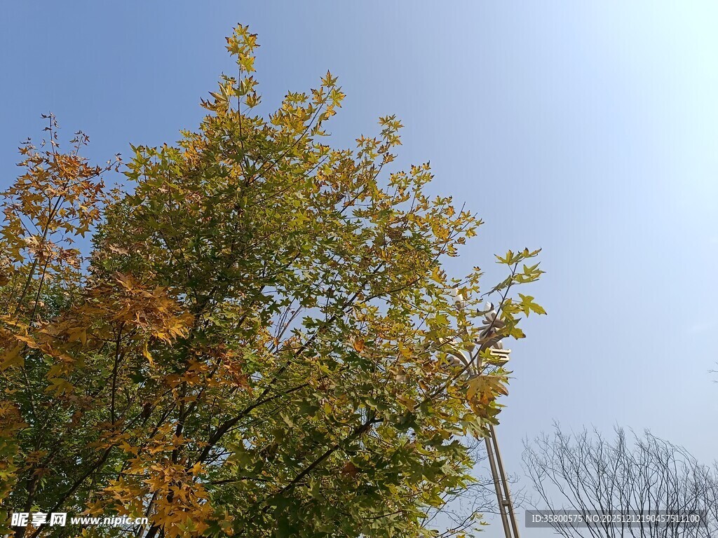 秋日多彩树木景致