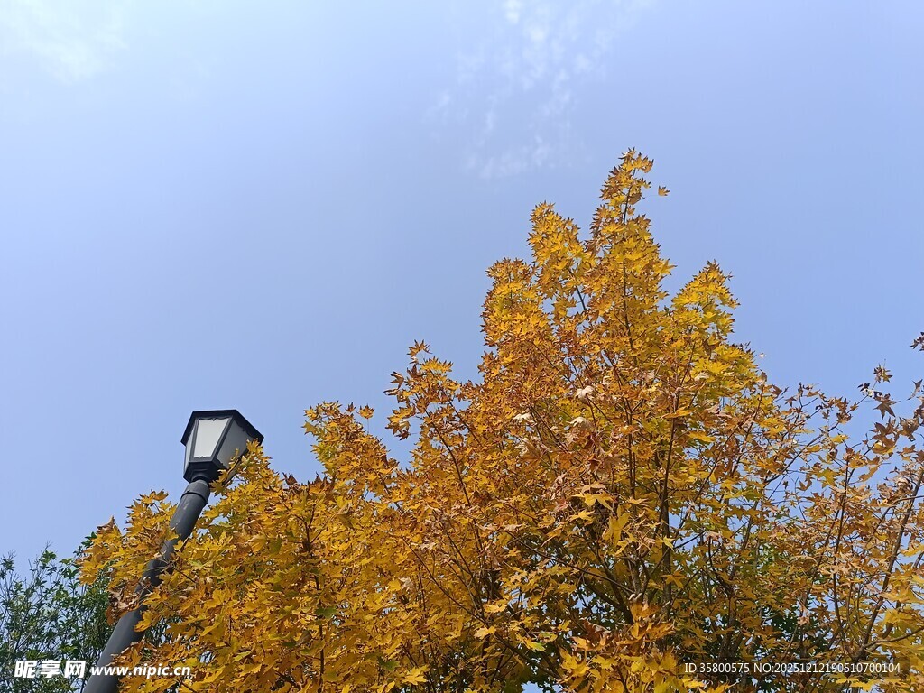 秋日路灯旁的绚烂黄叶