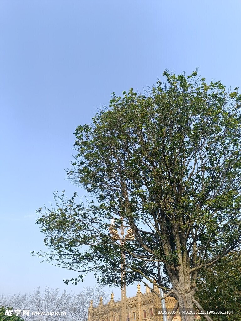 高大绿树旁的木制围栏