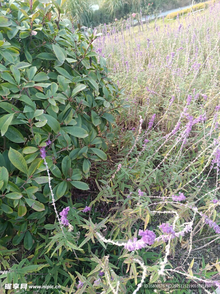 野外紫色小花与绿植景观