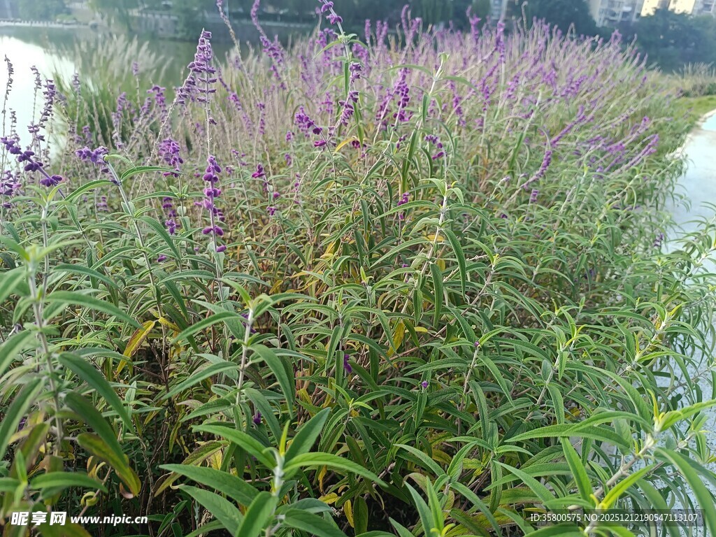 河畔紫色植物景观