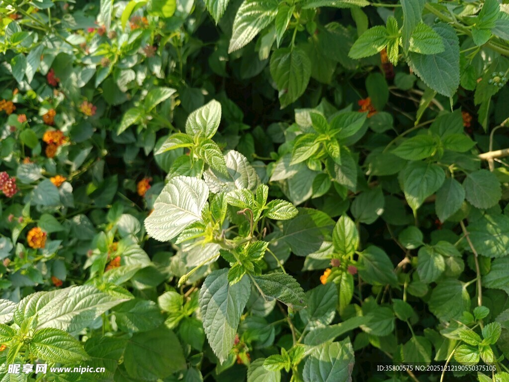 绿叶丛中的白色花朵