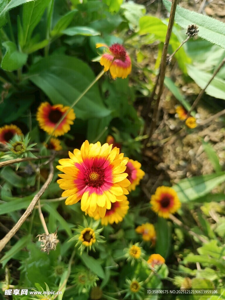 多彩黑心菊绽放于草丛