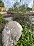 园林中巨石与绿植景观