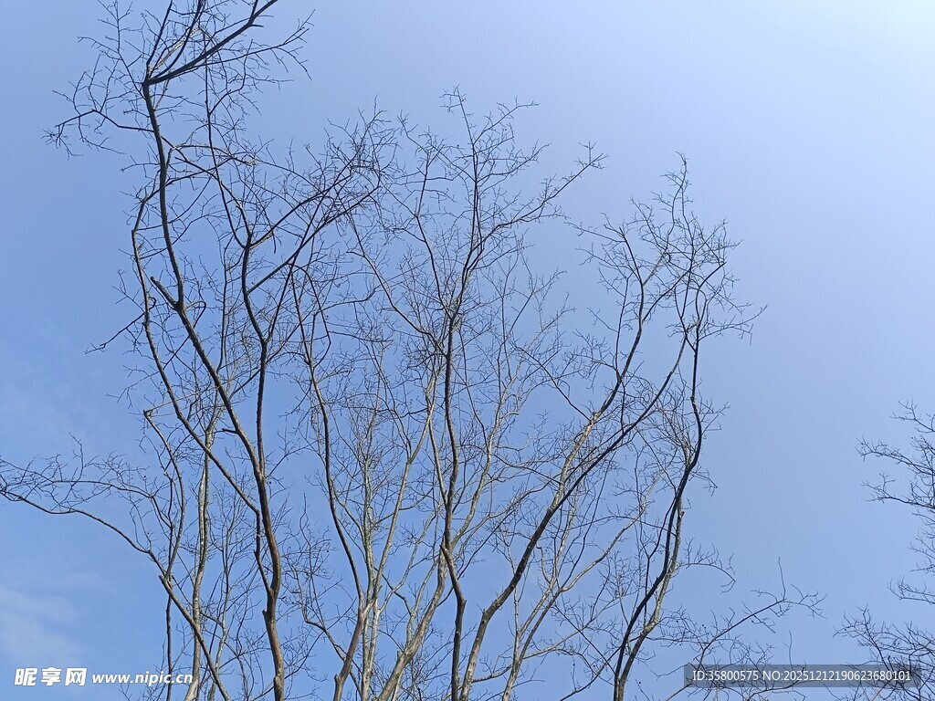冬日枯树蓝天景象