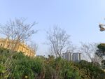 城市中的绿植与建筑景观