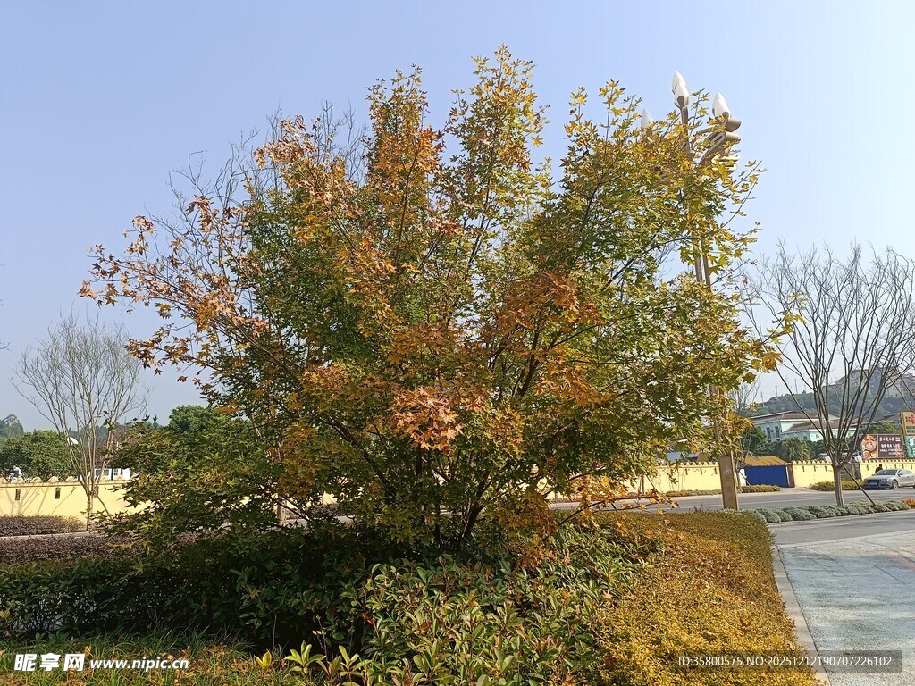 秋日路旁色彩斑斓的树木