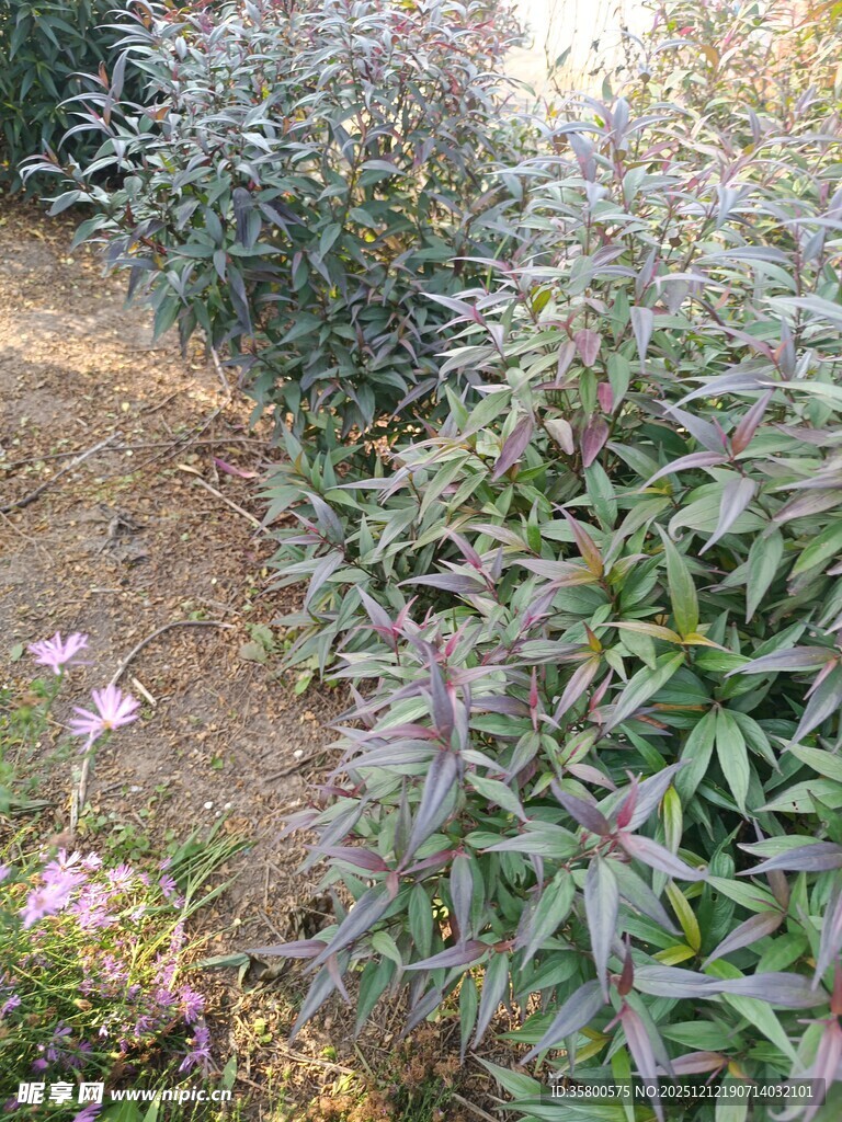 小径旁的绿植与零星小花