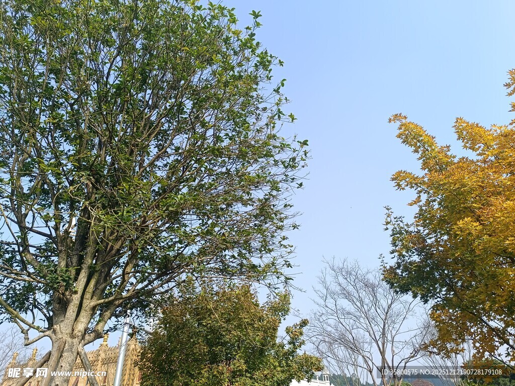 秋日多彩树木景观