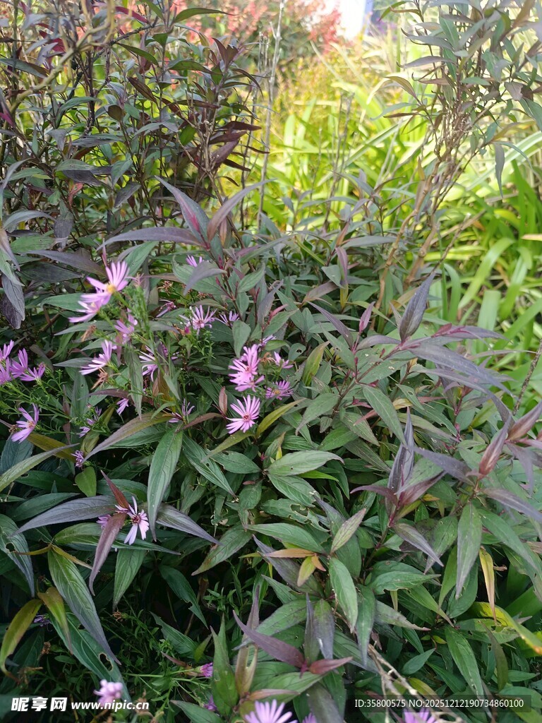 绿叶丛中的紫色小花