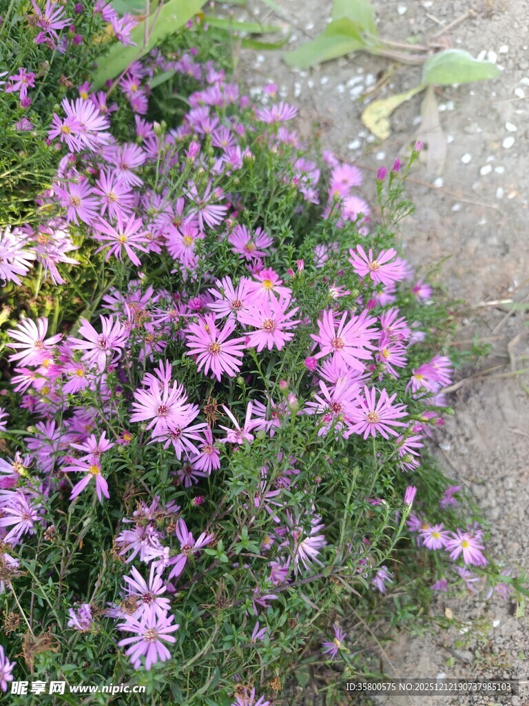 粉色小花绽放于草丛间