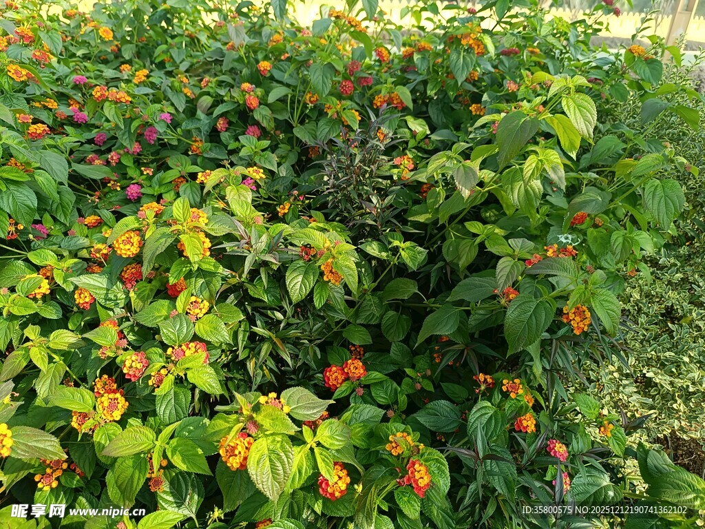 绿叶间的橙红果实