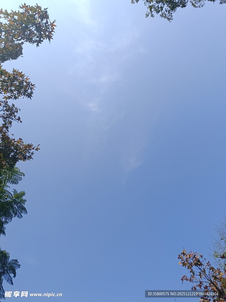 仰望蓝天与枝叶