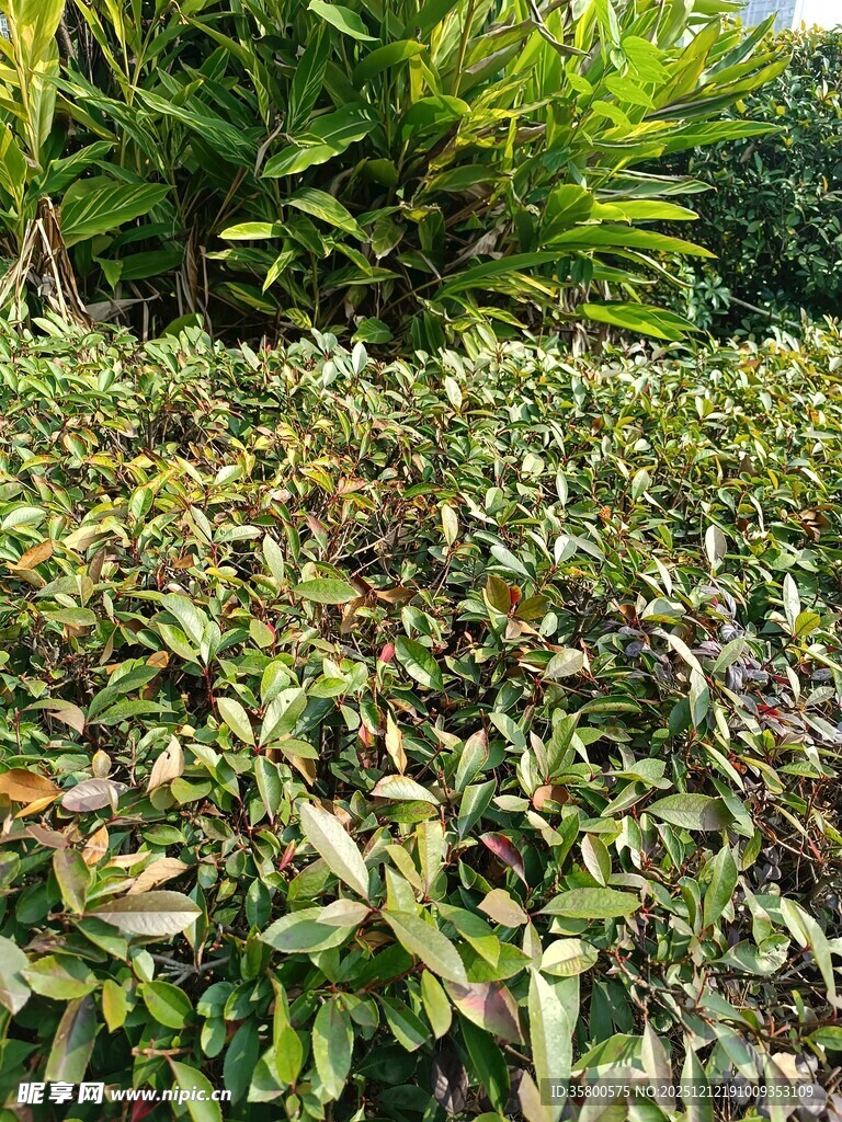 翠绿繁茂的绿植景观