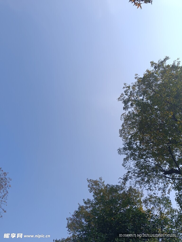 仰望蓝天与葱郁树木