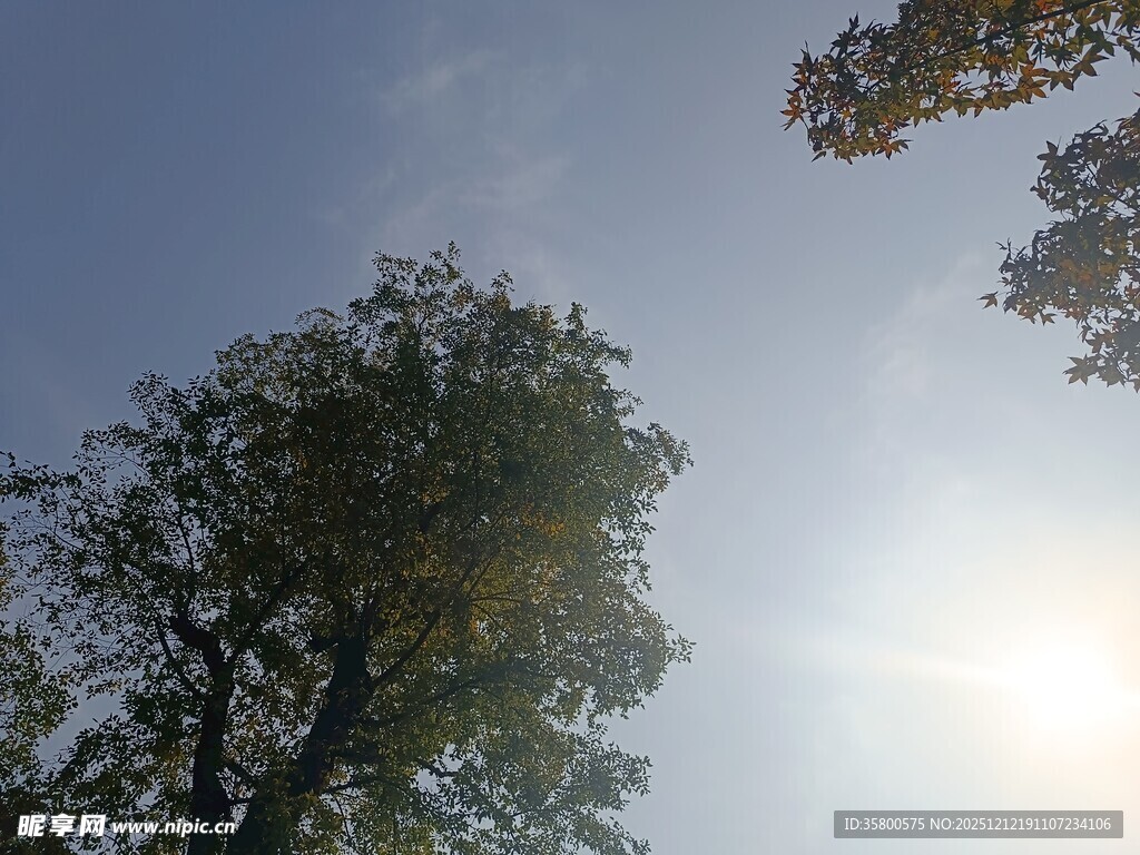 阳光下的树木与蓝天
