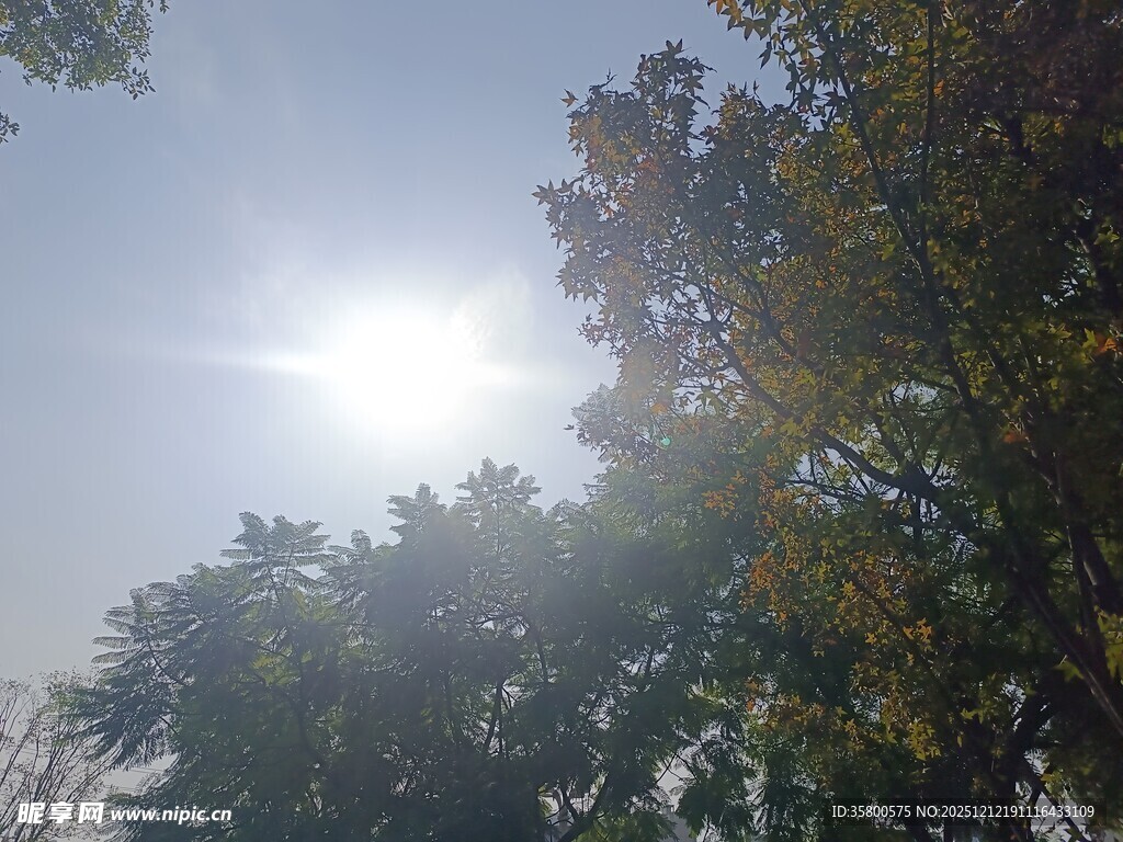 阳光透过树叶洒下的美景