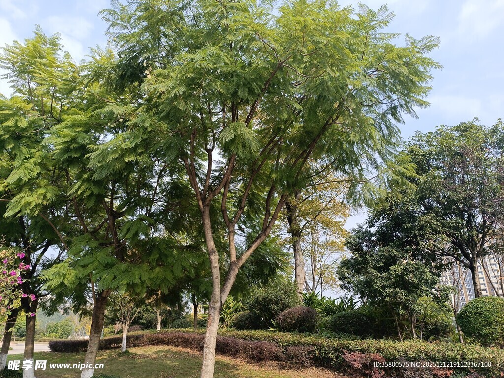 公园中的绿树景观