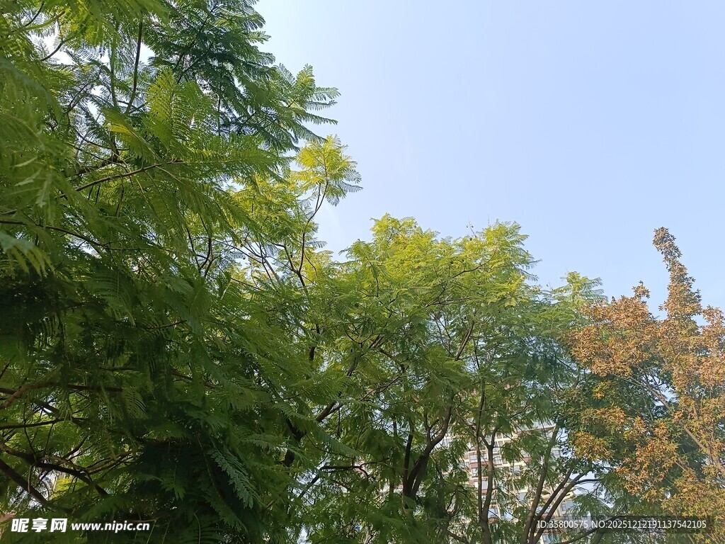 蓝天绿树风景图