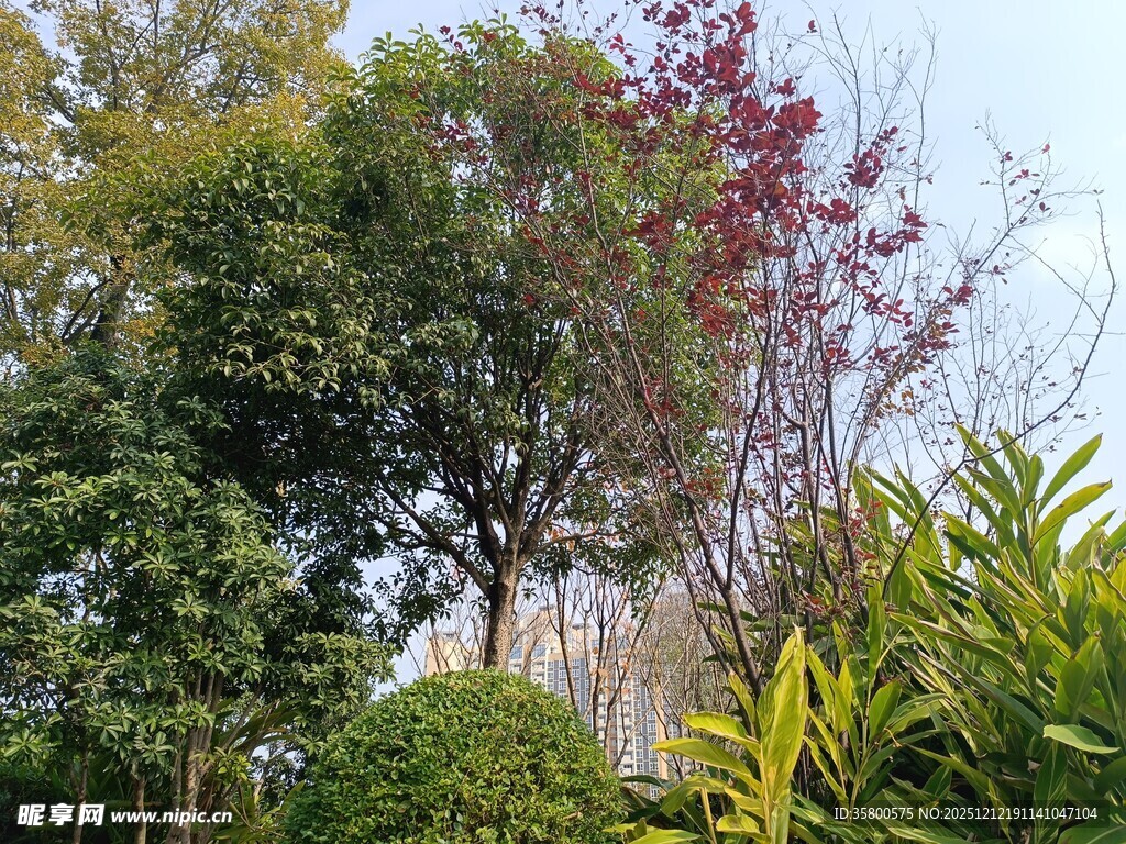多彩树木与绿植景观