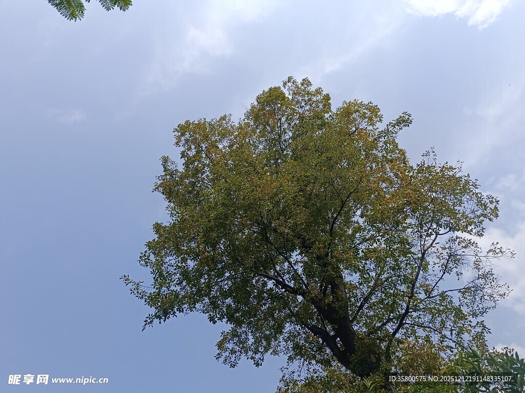 仰望蓝天中的葱郁大树